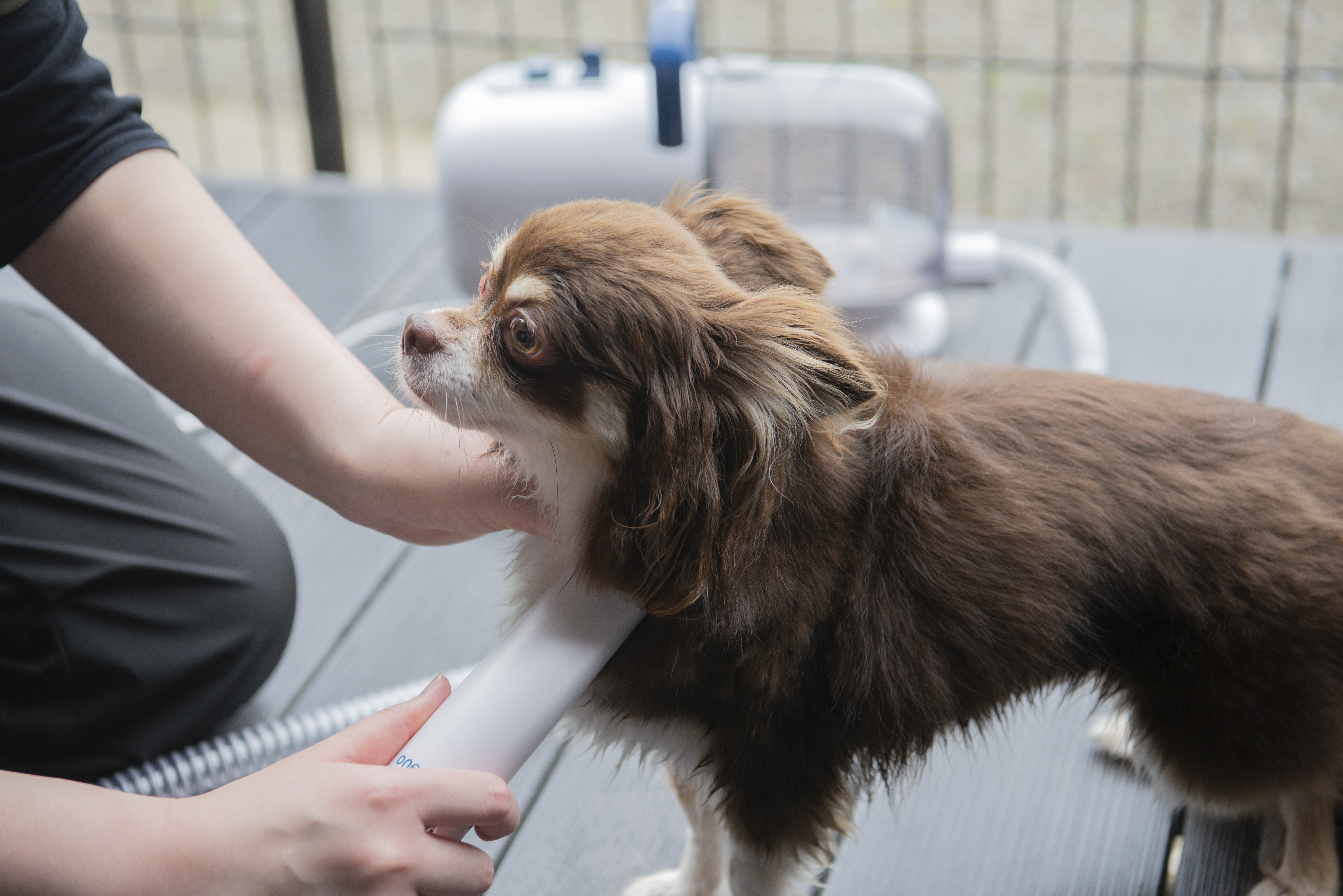 愛犬シャワー